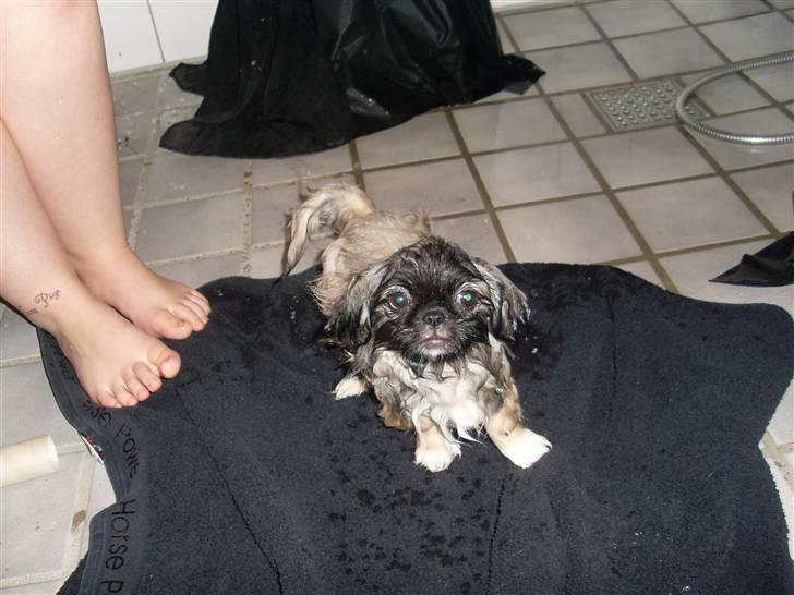 Pekingeser Holger billede 2