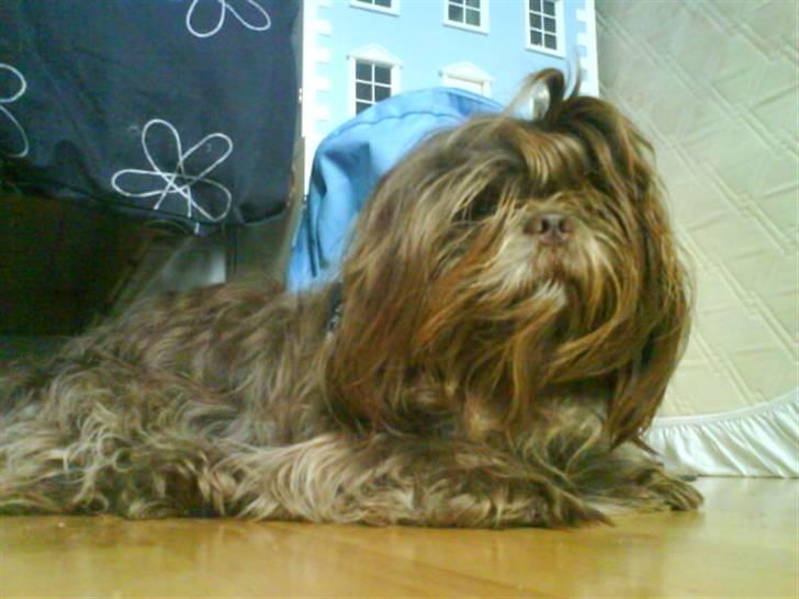 Shih tzu Ludwig. RIP ! - Også slapper jeg af  igen xD billede 5