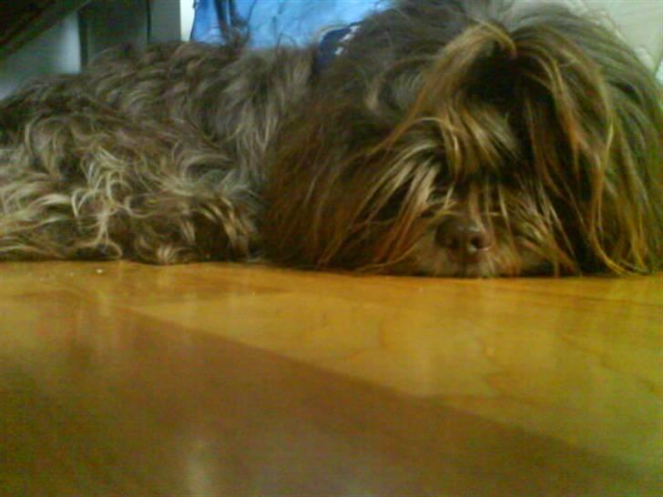 Shih tzu Ludwig. RIP ! - Ihhh jeg er træt :O billede 6