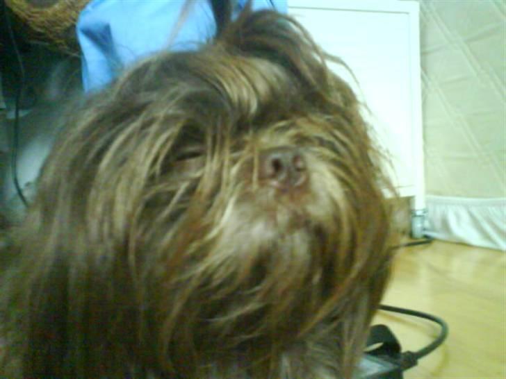 Shih tzu Ludwig. RIP ! - Bare 1 time eller 2 mere :( billede 7