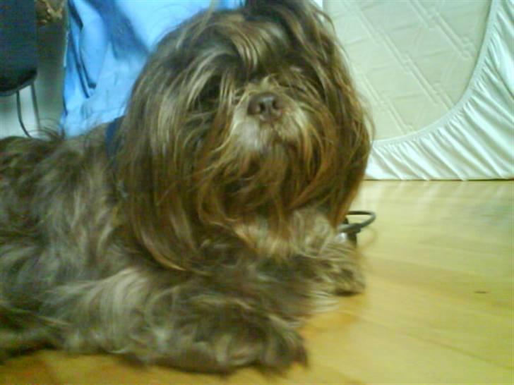 Shih tzu Ludwig. RIP ! - JEG VIL SOVE :/ billede 8