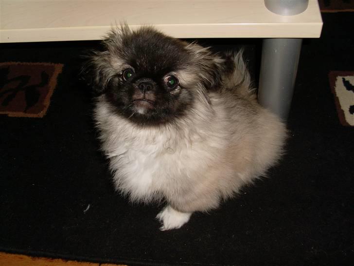 Pekingeser Holger billede 3