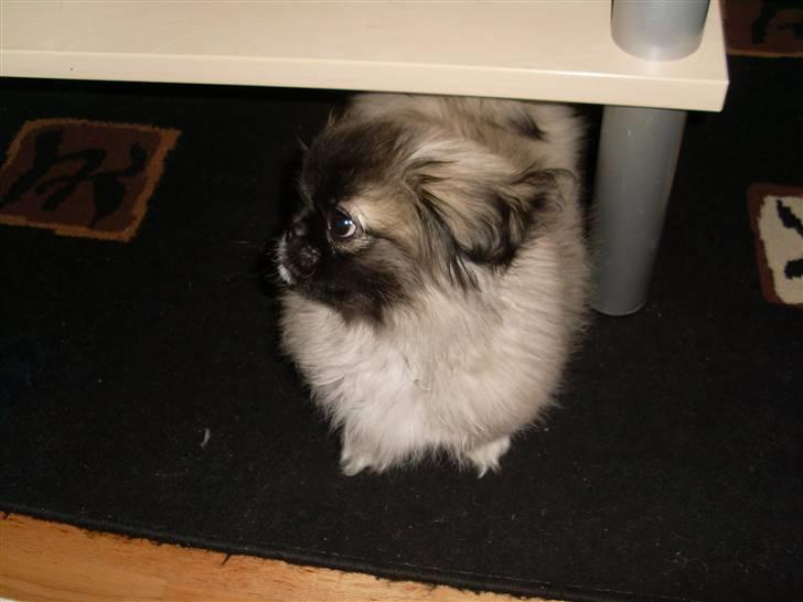 Pekingeser Holger billede 4