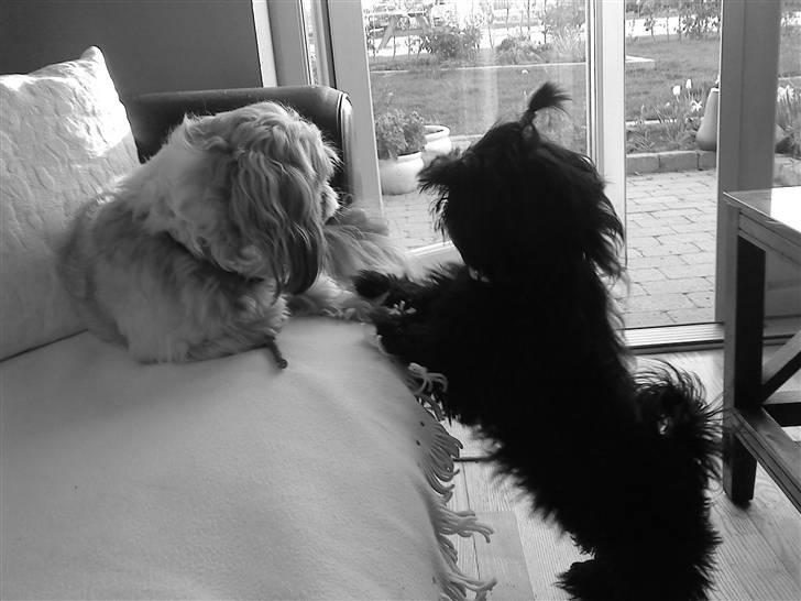 Shih tzu Taybes Coco|Solgt - jeg husker tydeligt den dag! Det var dagen du tog afsted!<3 :( billede 12