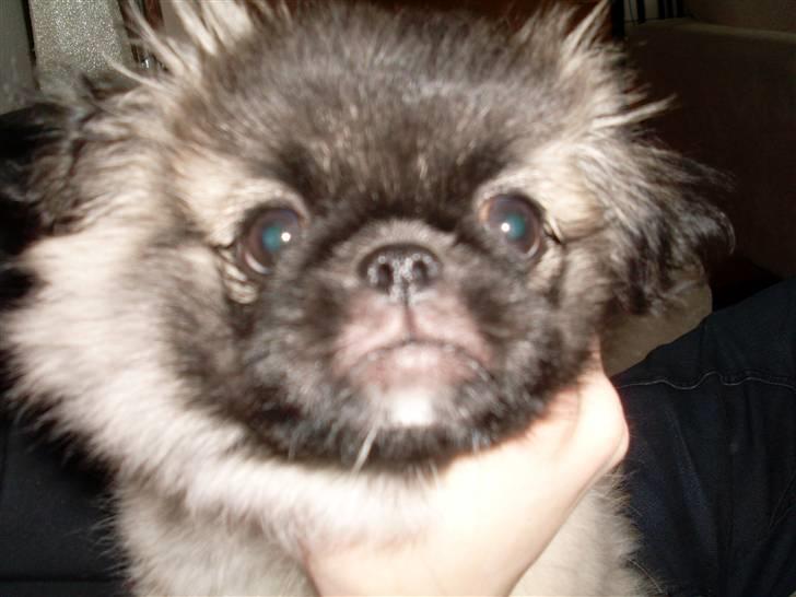 Pekingeser Holger billede 5
