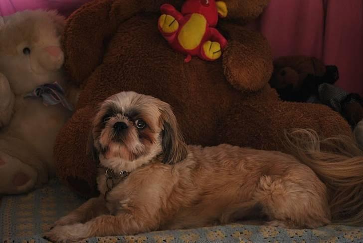 Shih tzu Taybes Laban - Foto; KNH - Foto. (Mig) billede 14