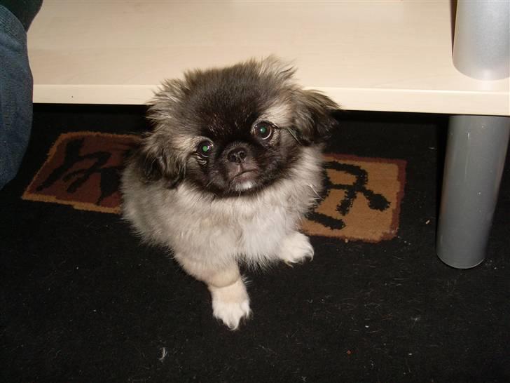 Pekingeser Holger billede 6