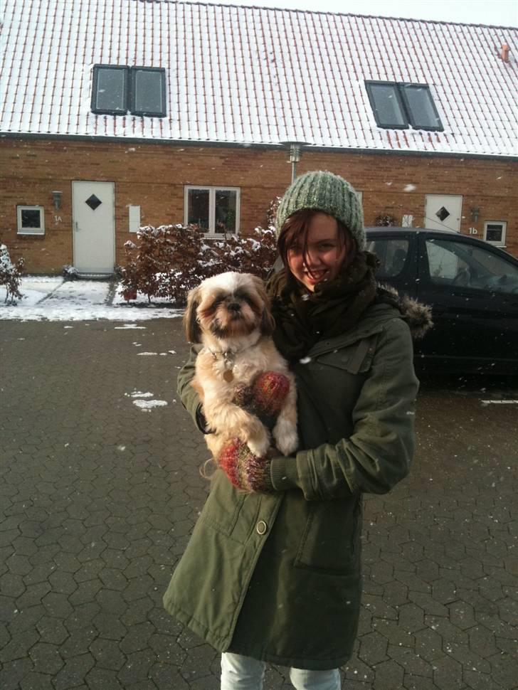 Shih tzu Taybes Laban - Foto; KNH - Foto. (Mig) billede 15