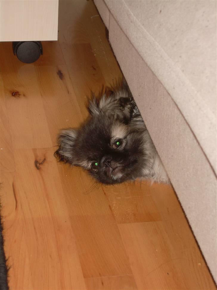 Pekingeser Holger billede 7