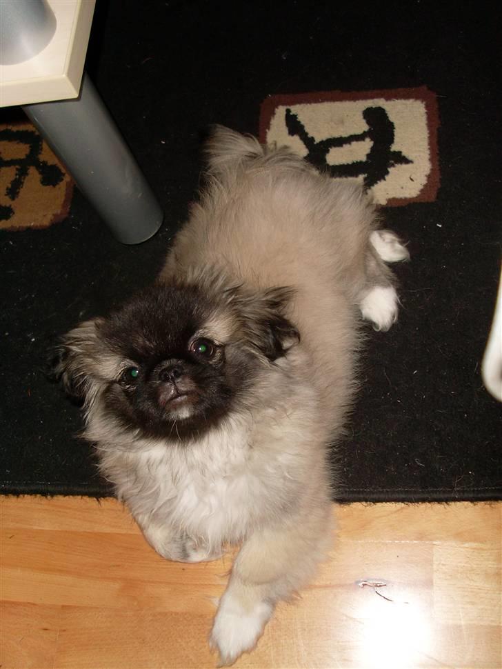 Pekingeser Holger billede 8