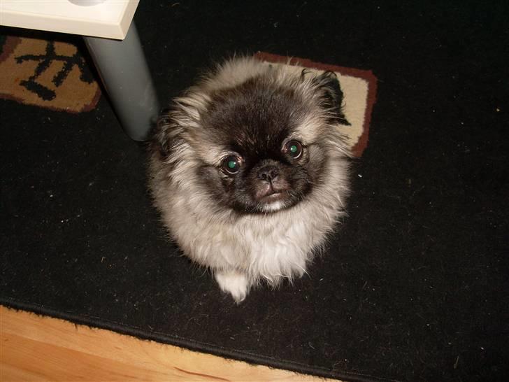 Pekingeser Holger billede 9