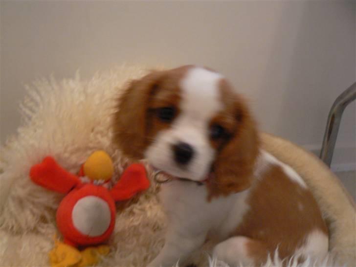 Cavalier king charles spaniel Cavalot´s Emma - ej, hvor er jeg dog yndig...ss.. billede 1