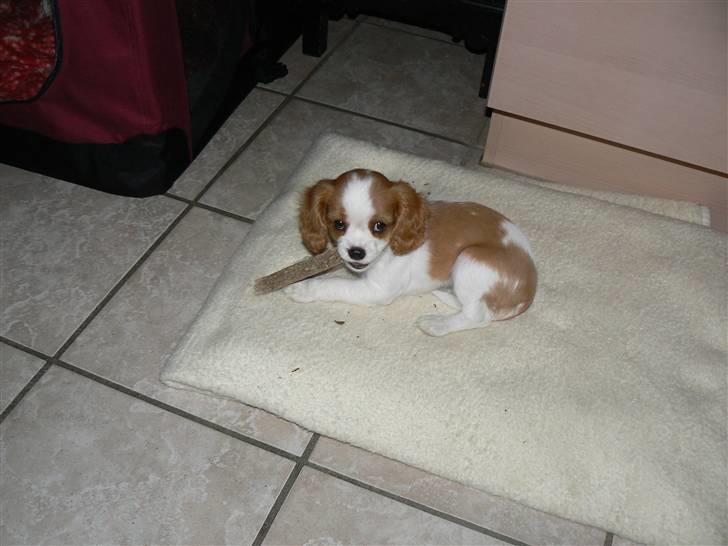 Cavalier king charles spaniel Cavalot´s Emma - jeg elsker bløde " puttetæpper" billede 2