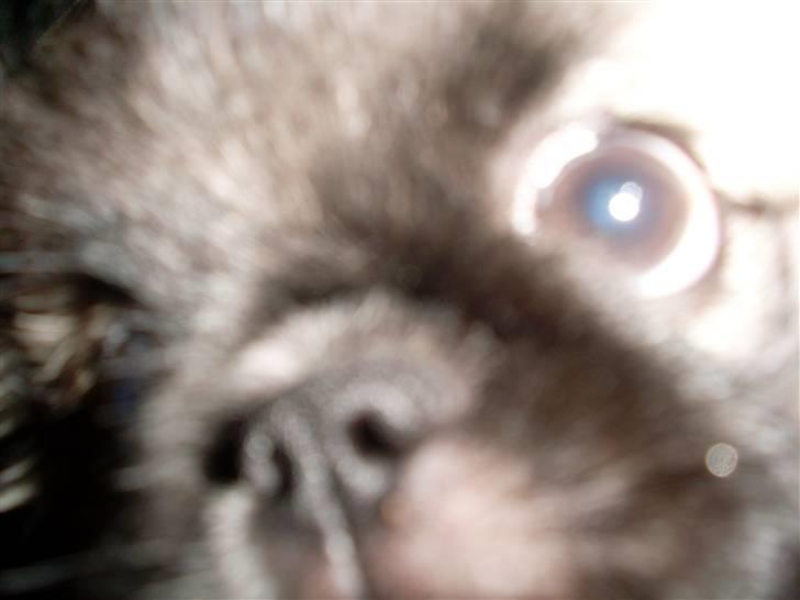 Pekingeser Holger billede 10