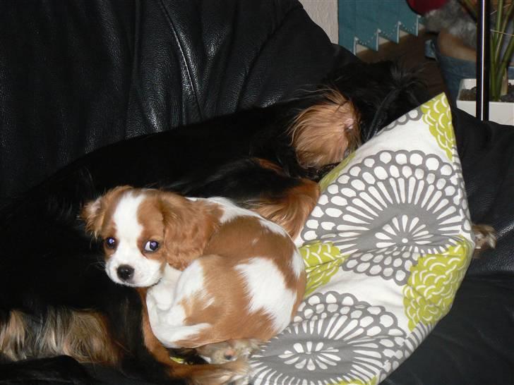 Cavalier king charles spaniel Cavalot´s Emma - sofaen er ikke dårlig, især ikke når dem jeg elsker er der også...vov vov.. billede 3