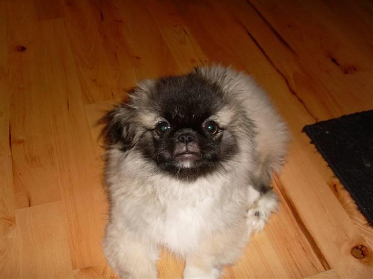 Pekingeser Holger billede 11