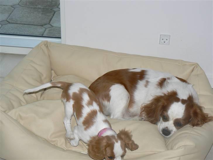 Cavalier king charles spaniel Cavalot´s Emma - her er jeg på besøg ved "mor"  billede 4