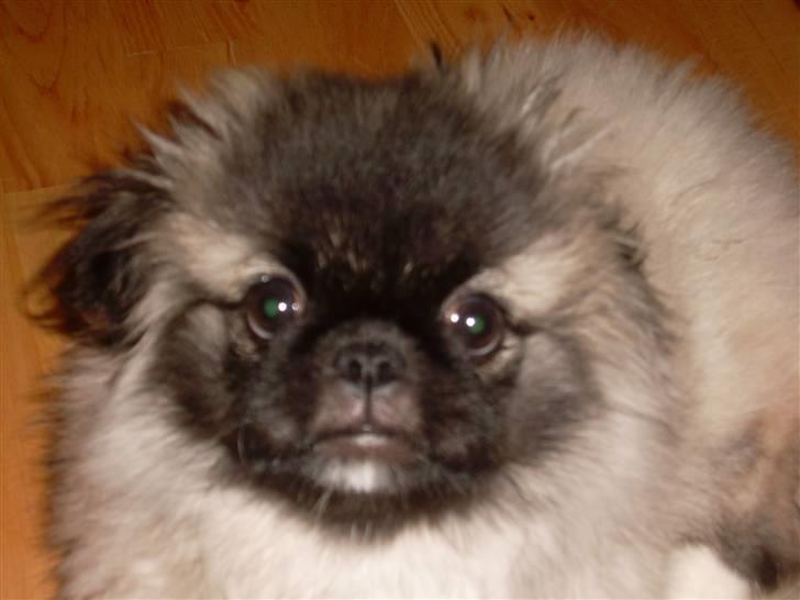 Pekingeser Holger billede 12