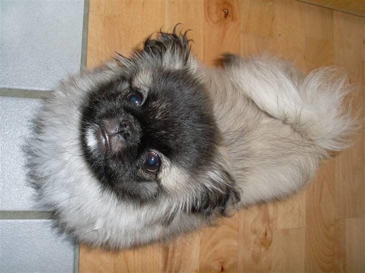 Pekingeser Holger billede 13