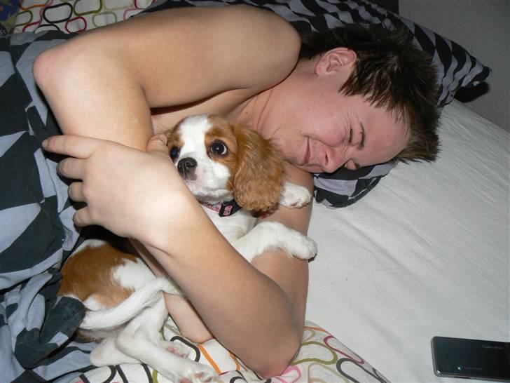 Cavalier king charles spaniel Cavalot´s Emma - ha ha,, Patrick´s seng er heller ikke at vovse ad.. billede 5