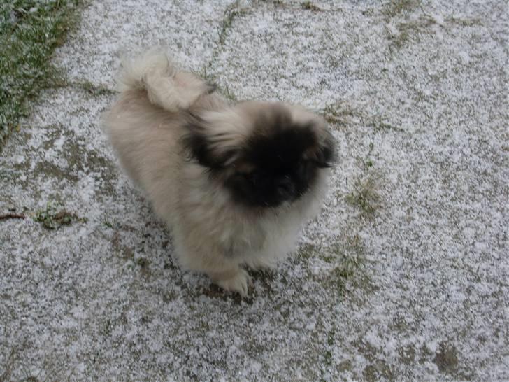 Pekingeser Holger billede 14