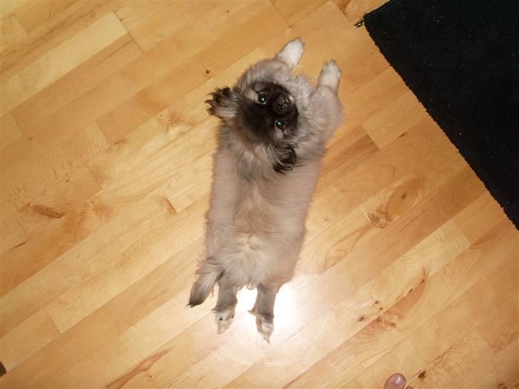 Pekingeser Holger billede 15