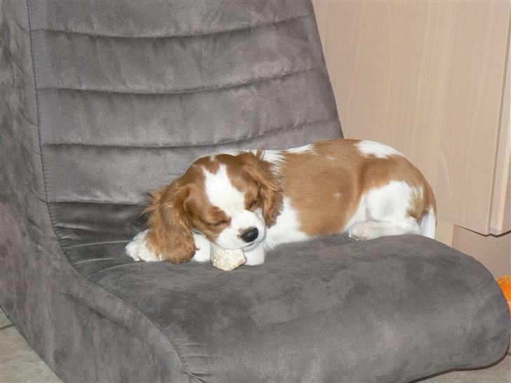 Cavalier king charles spaniel Cavalot´s Emma - har fået en vippestol af patrick...den "luller" mig lidt billede 6
