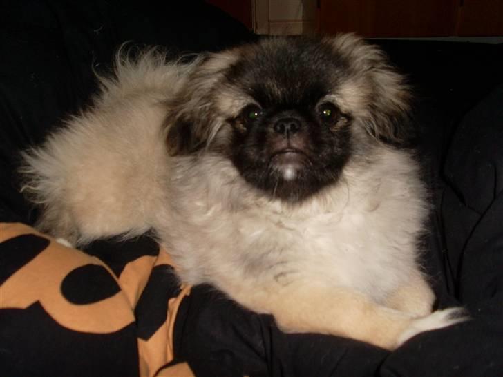 Pekingeser Holger billede 16