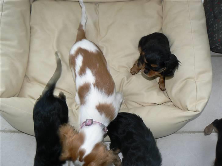 Cavalier king charles spaniel Cavalot´s Emma - på besøg ved disse søde små cavalotter..... billede 7