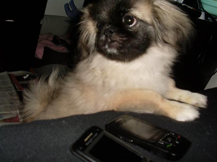 Pekingeser Holger billede 17