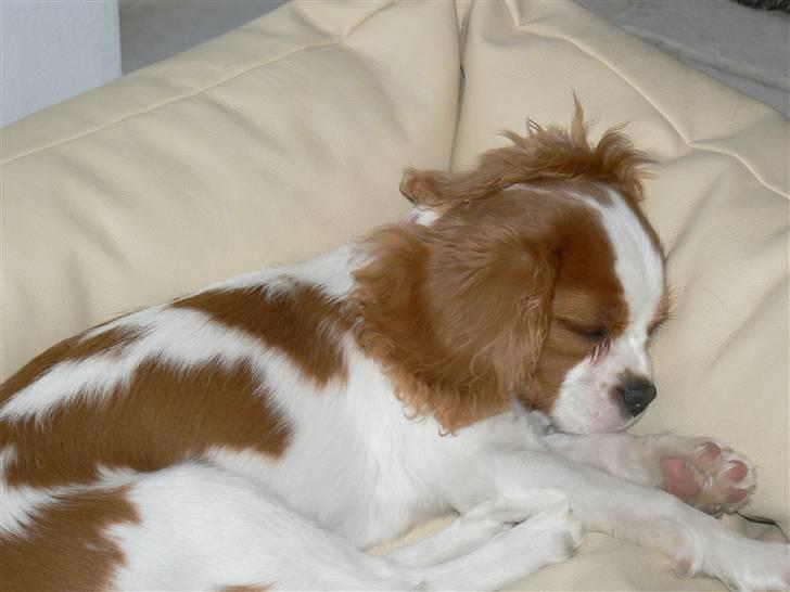 Cavalier king charles spaniel Cavalot´s Emma - Men ak... sikke de vovse hvalpe er trættende....gaaab billede 8