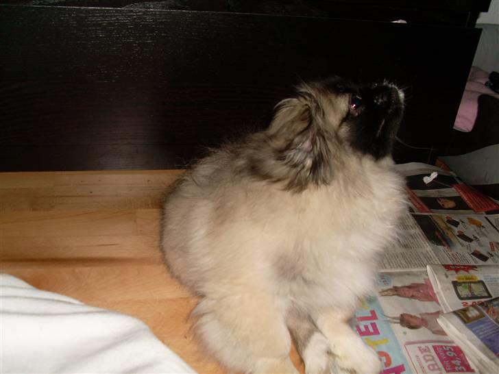 Pekingeser Holger billede 18