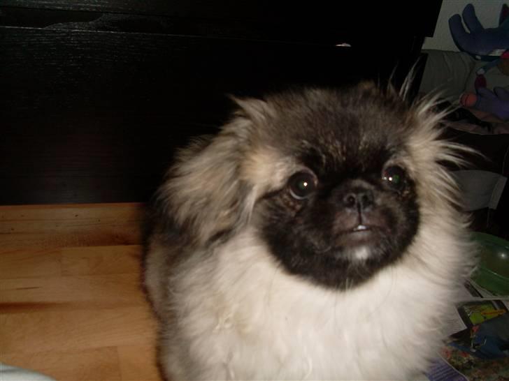 Pekingeser Holger billede 19