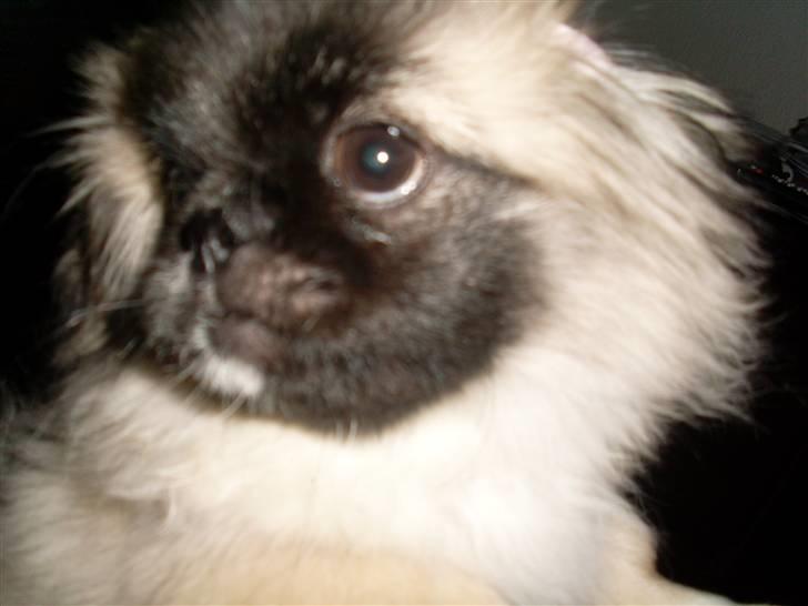 Pekingeser Holger billede 20