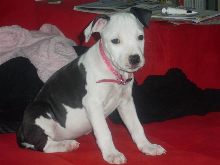 Amerikansk bulldog Snehvide billede 1