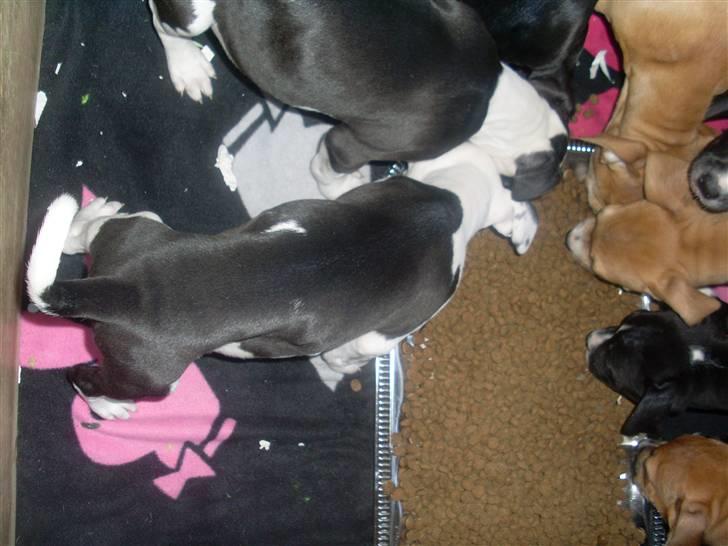 Amerikansk bulldog Snehvide billede 2