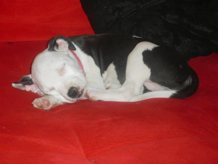 Amerikansk bulldog Snehvide billede 3