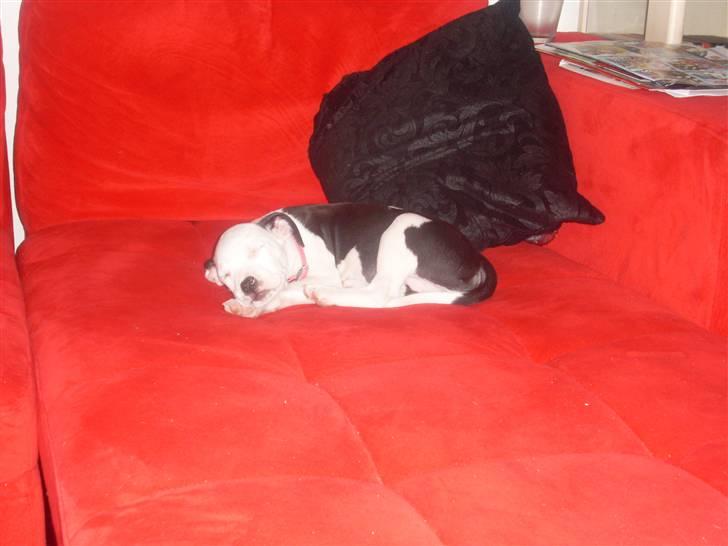 Amerikansk bulldog Snehvide billede 4