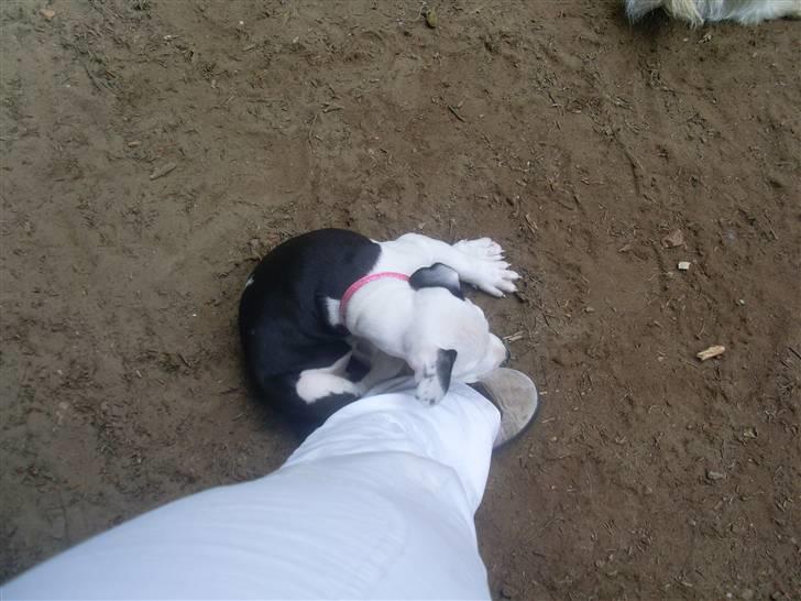 Amerikansk bulldog Snehvide billede 5