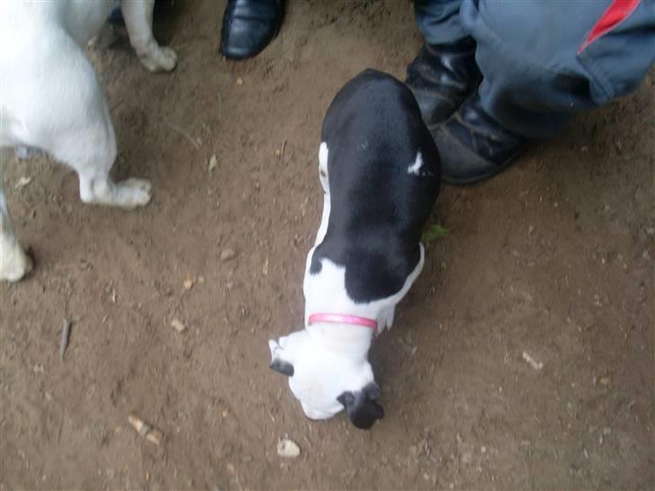 Amerikansk bulldog Snehvide billede 6