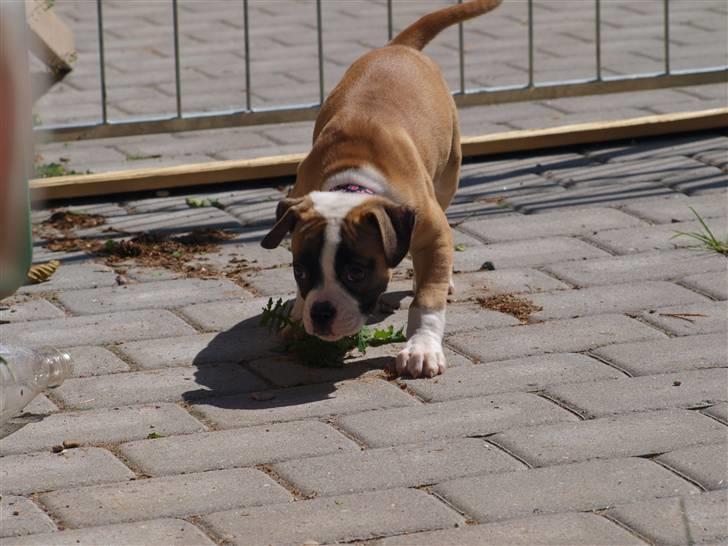 Amerikansk bulldog Mug Root Beer R.I.P billede 1