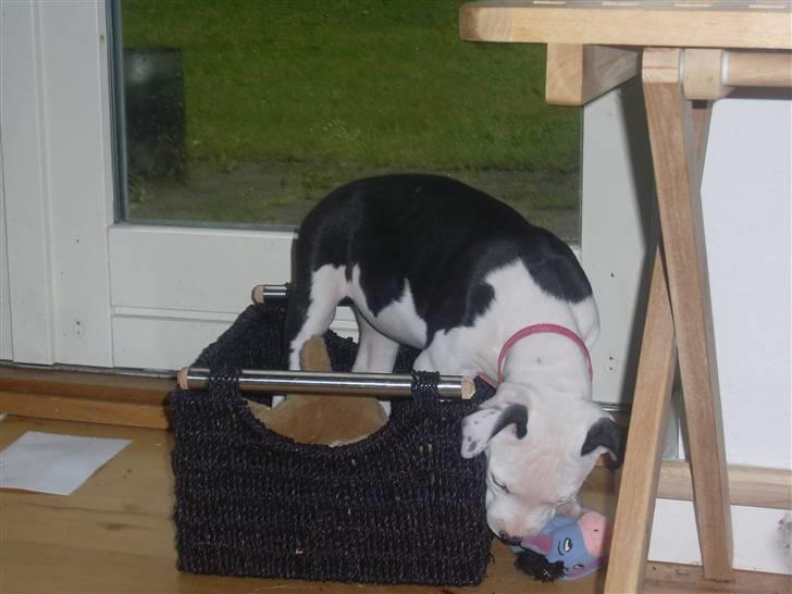 Amerikansk bulldog Snehvide billede 7