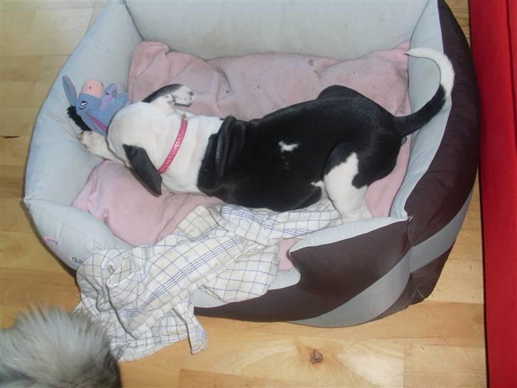 Amerikansk bulldog Snehvide billede 8