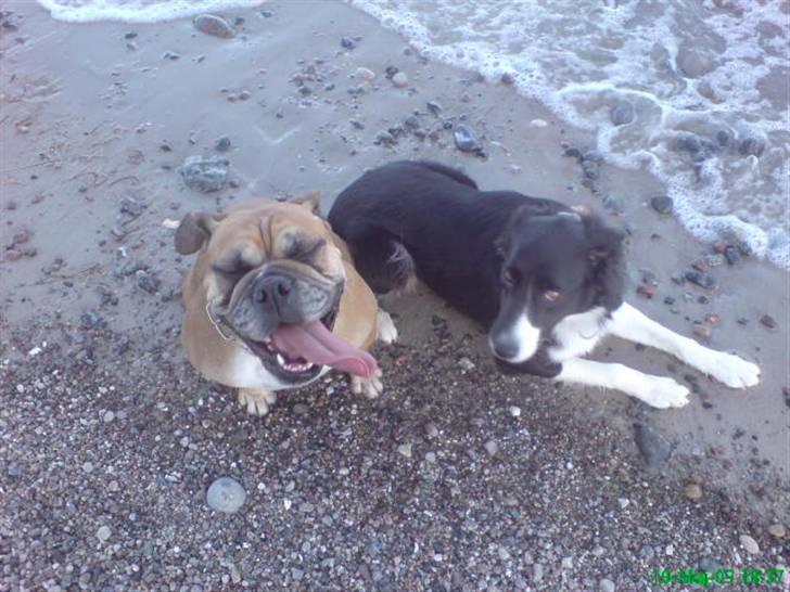 Border collie Blacki billede 18