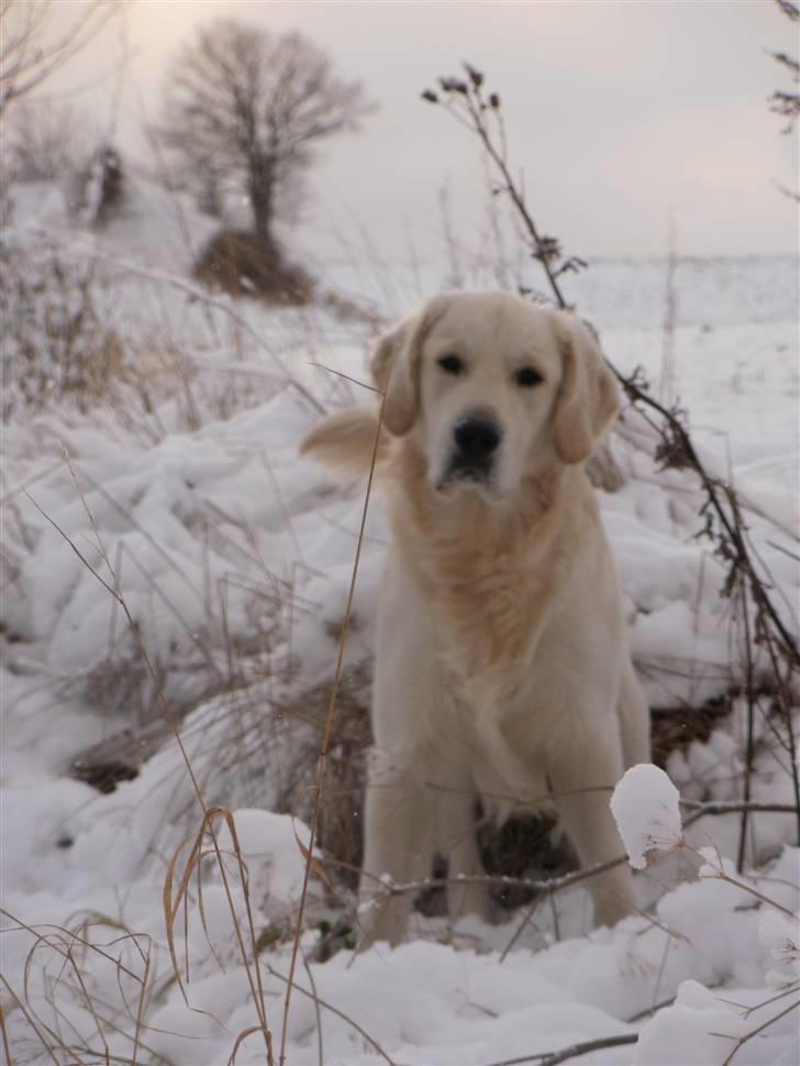 Golden retriever Loui <3 - Velkommen til Loui´s profil. håber i kan lide ham <3 billede 1