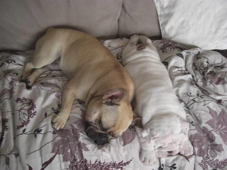 Engelsk bulldog Douglas  - Dengang han var lillebitte med de stooore poter.... billede 15