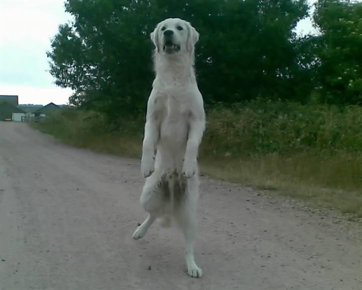 Golden retriever Loui <3 - Han ligner en hel isbjørn! <3 dejlige hund :D  billede 2