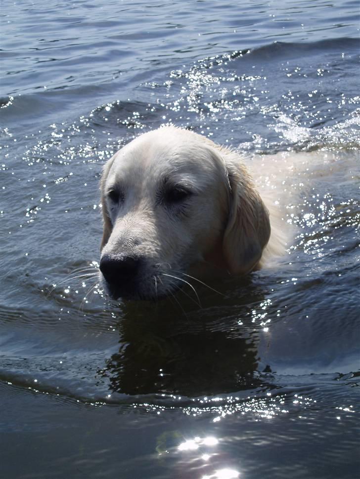 Golden retriever Loui <3 billede 3