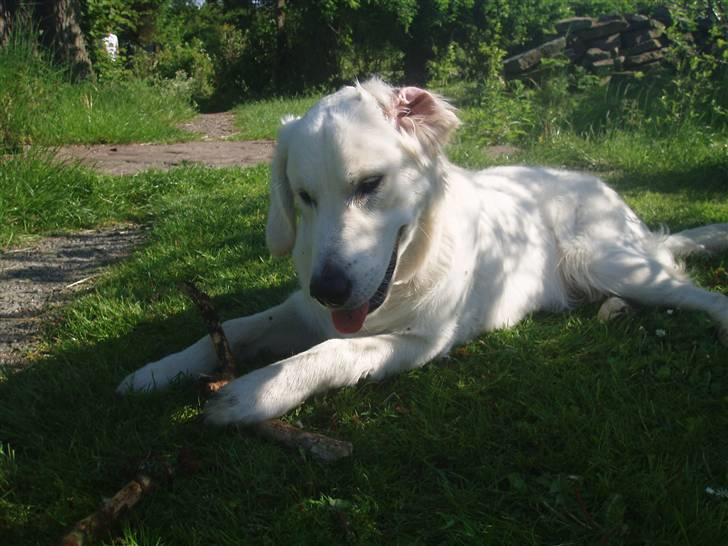 Golden retriever Loui <3 billede 4