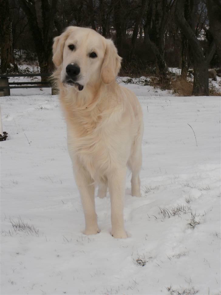 Golden retriever Loui <3 billede 5
